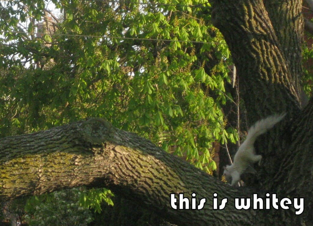whitey1