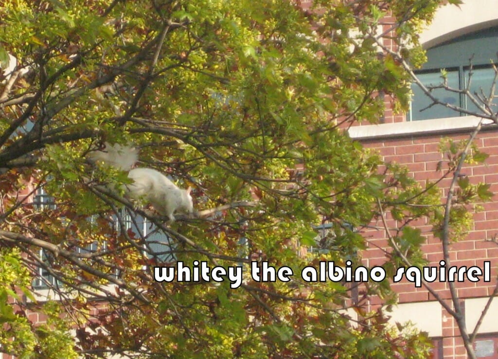 whitey4 whitey4